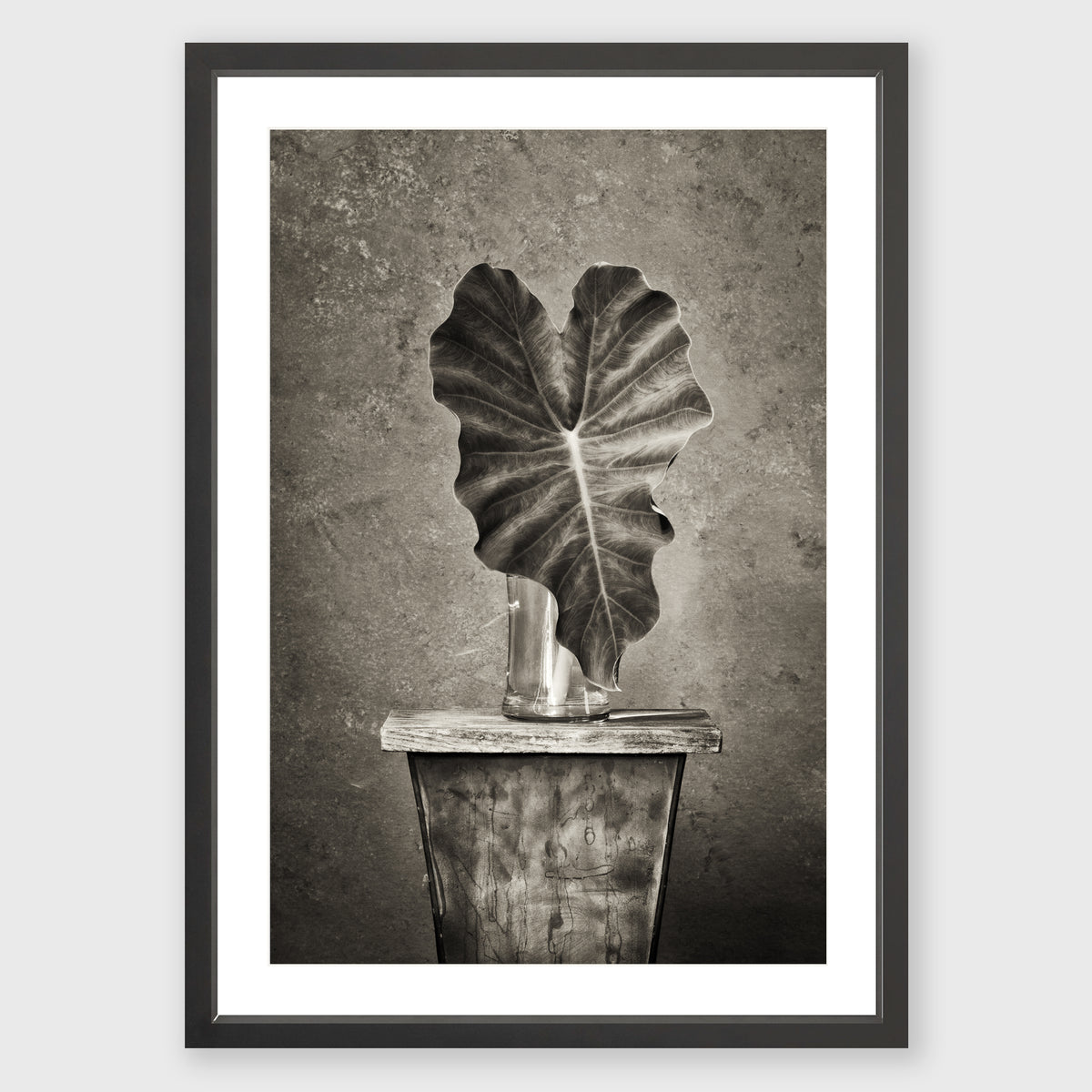 Elephant Ear 1