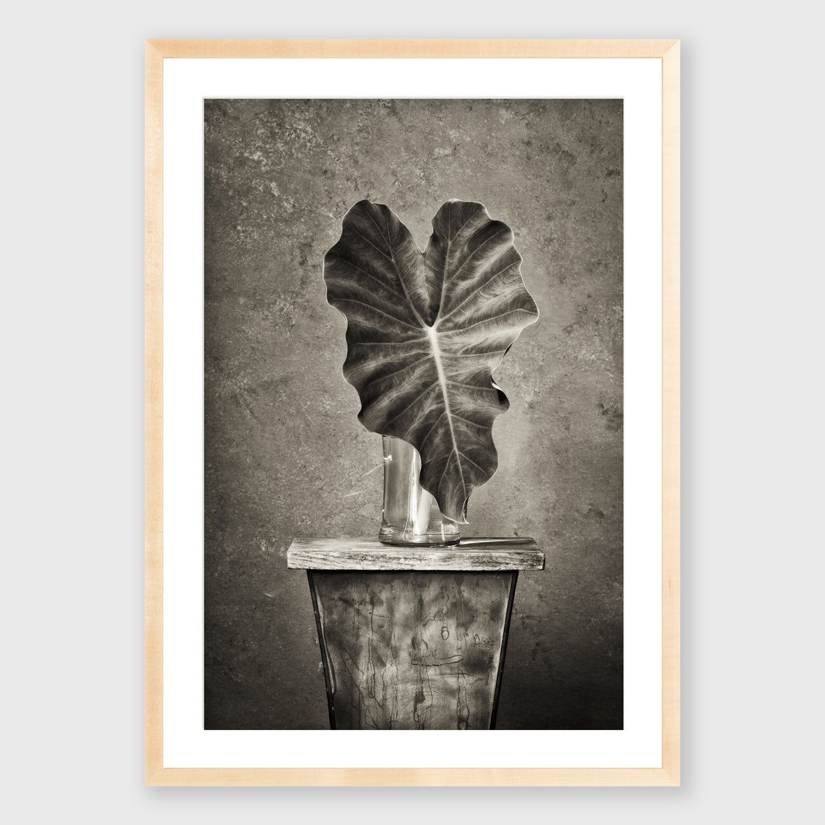 Elephant Ear 1