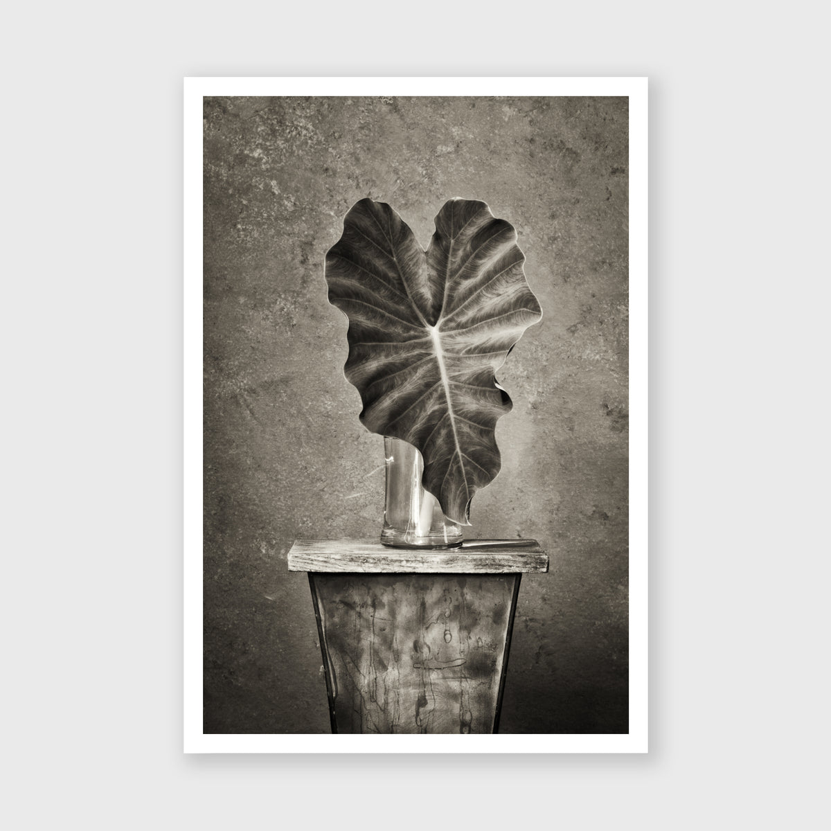 Elephant Ear 1