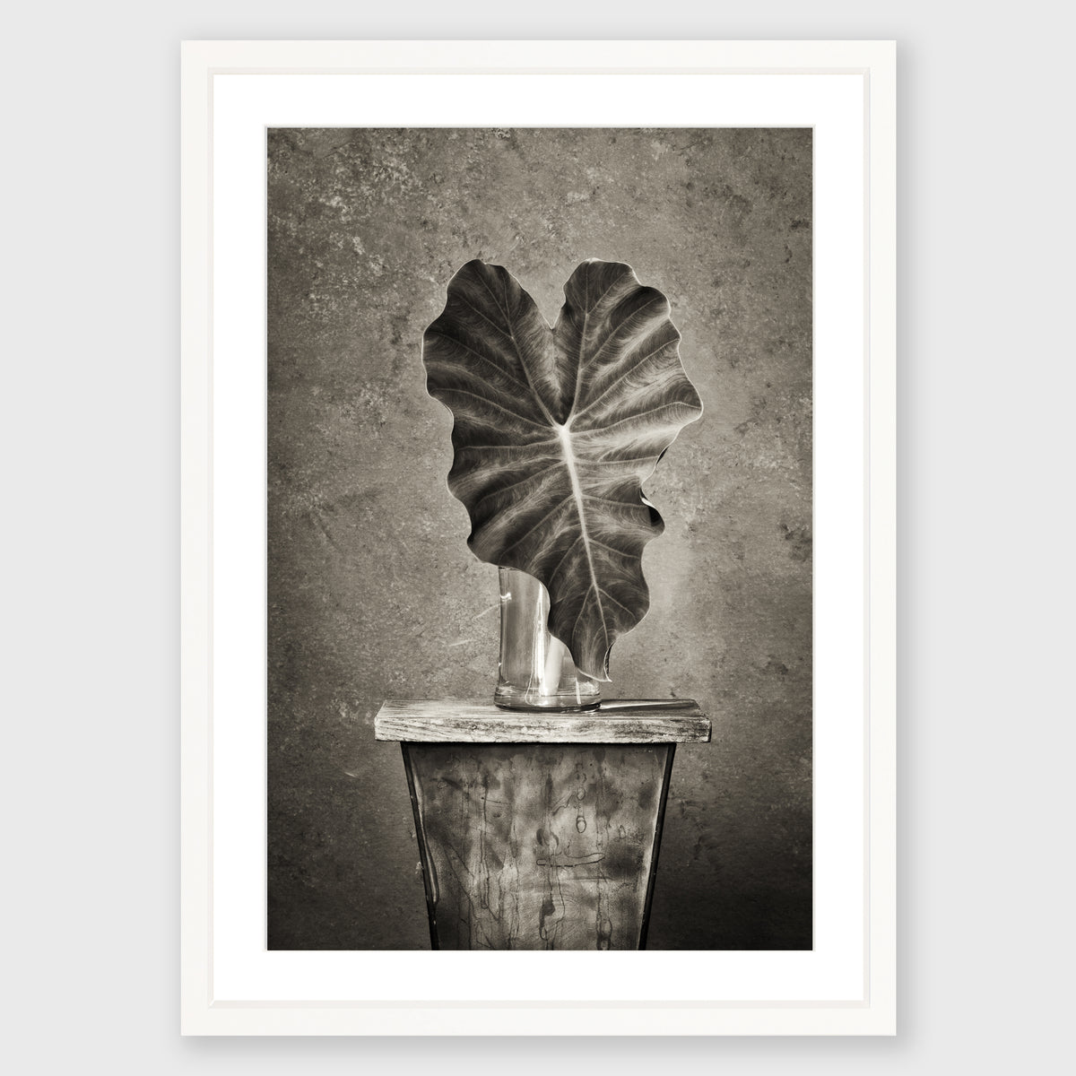 Elephant Ear 1