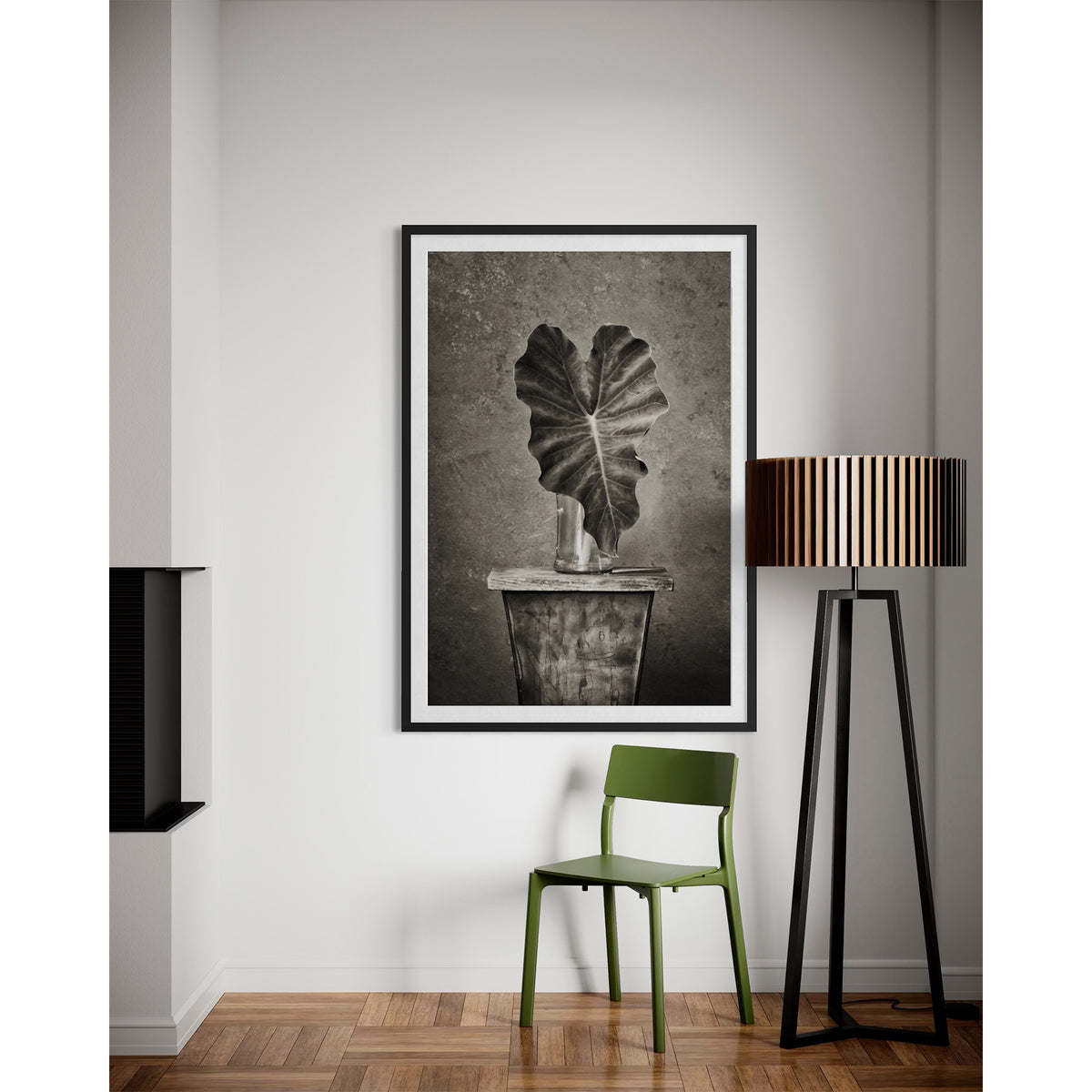 Elephant Ear 1