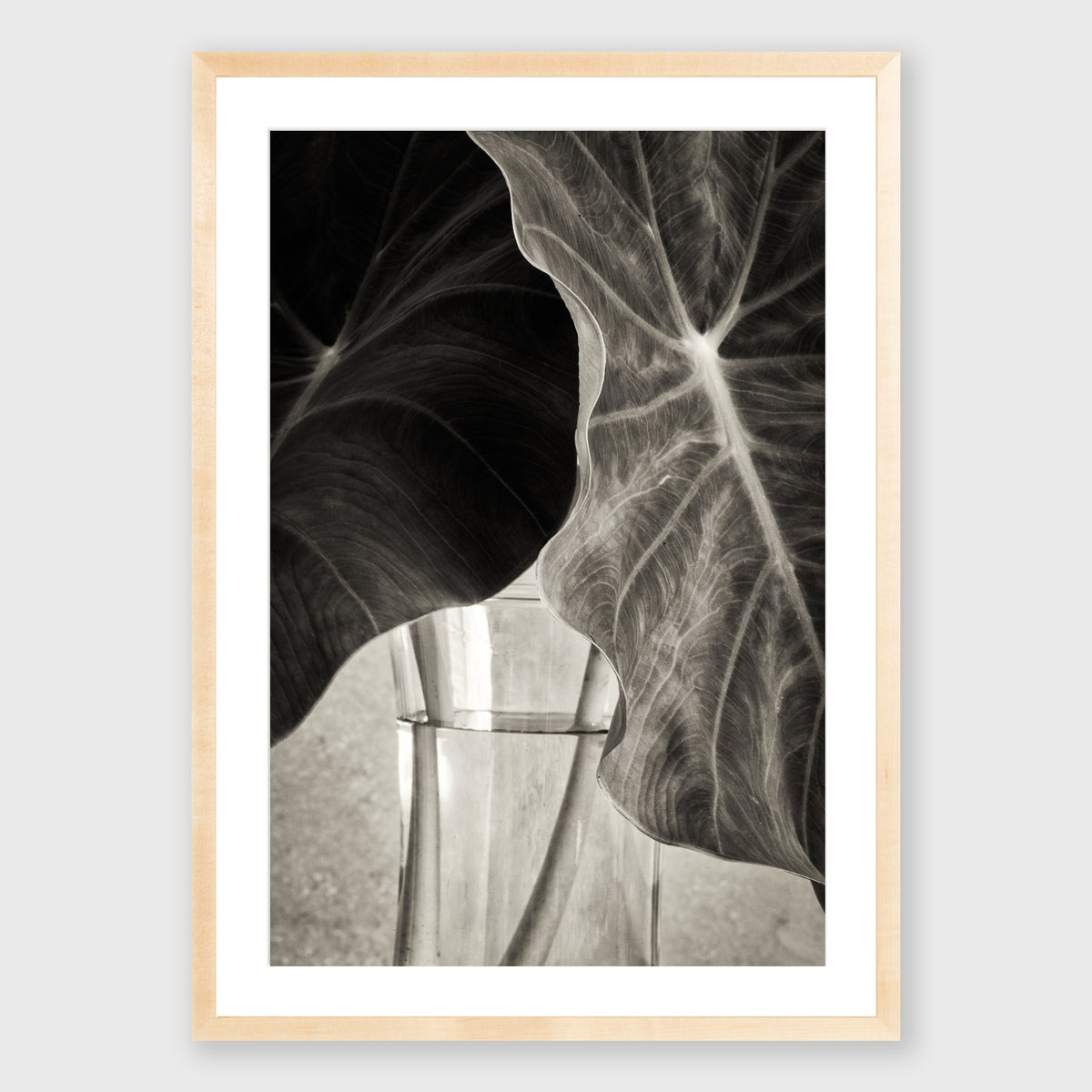 Elephant Ear 2