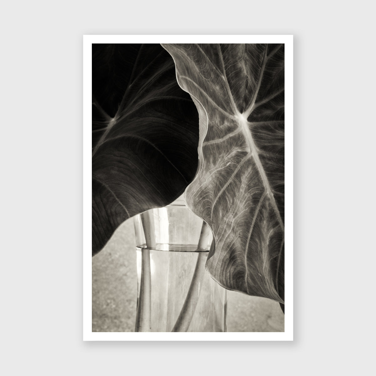 Elephant Ear 2