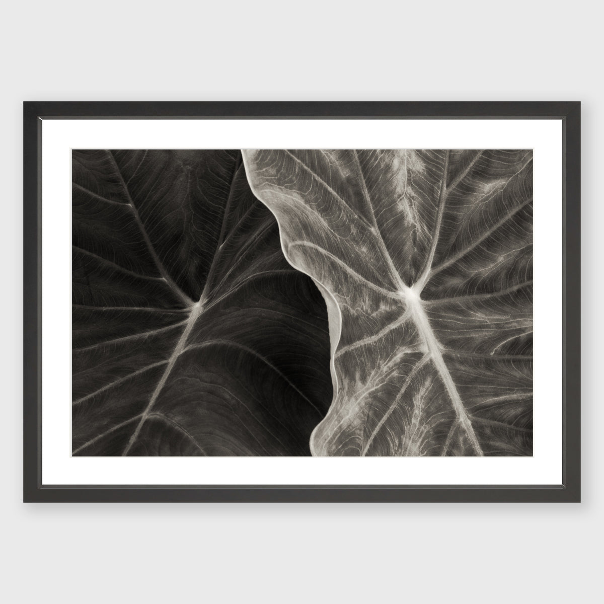 Elephant Ear 3