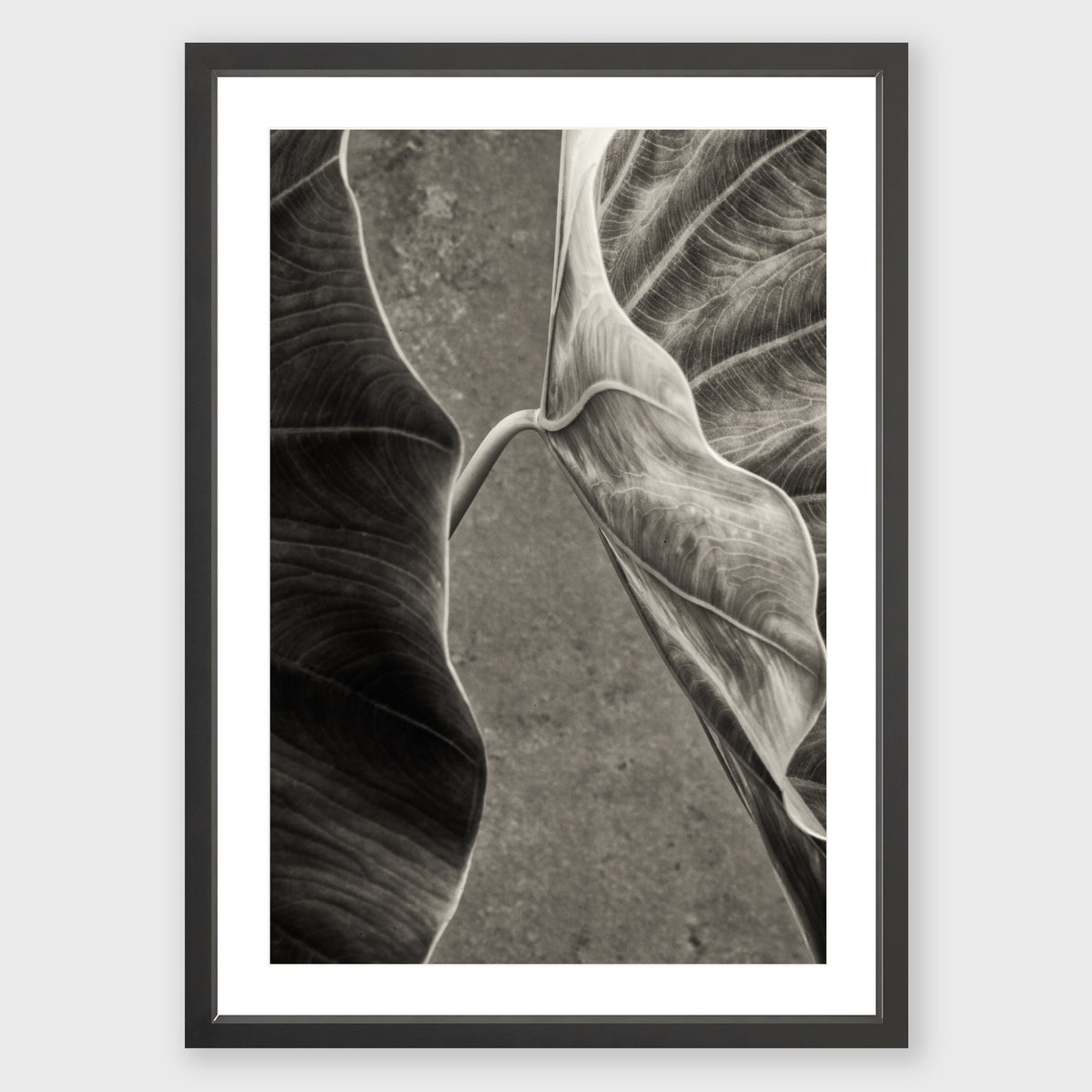 Elephant Ear 4