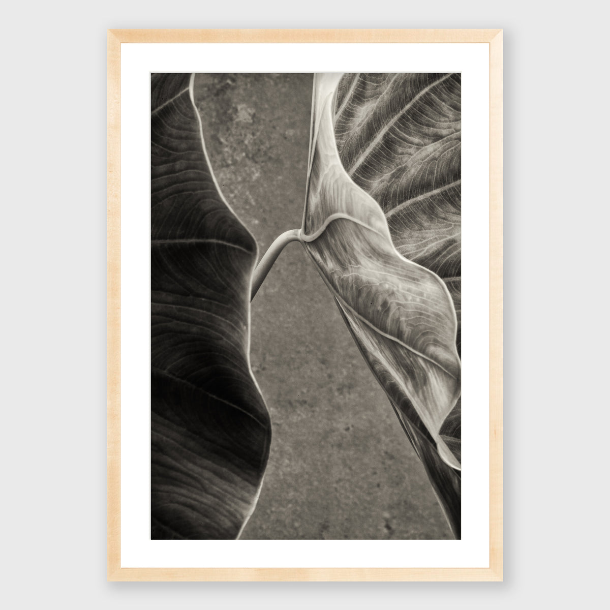 Elephant Ear 4
