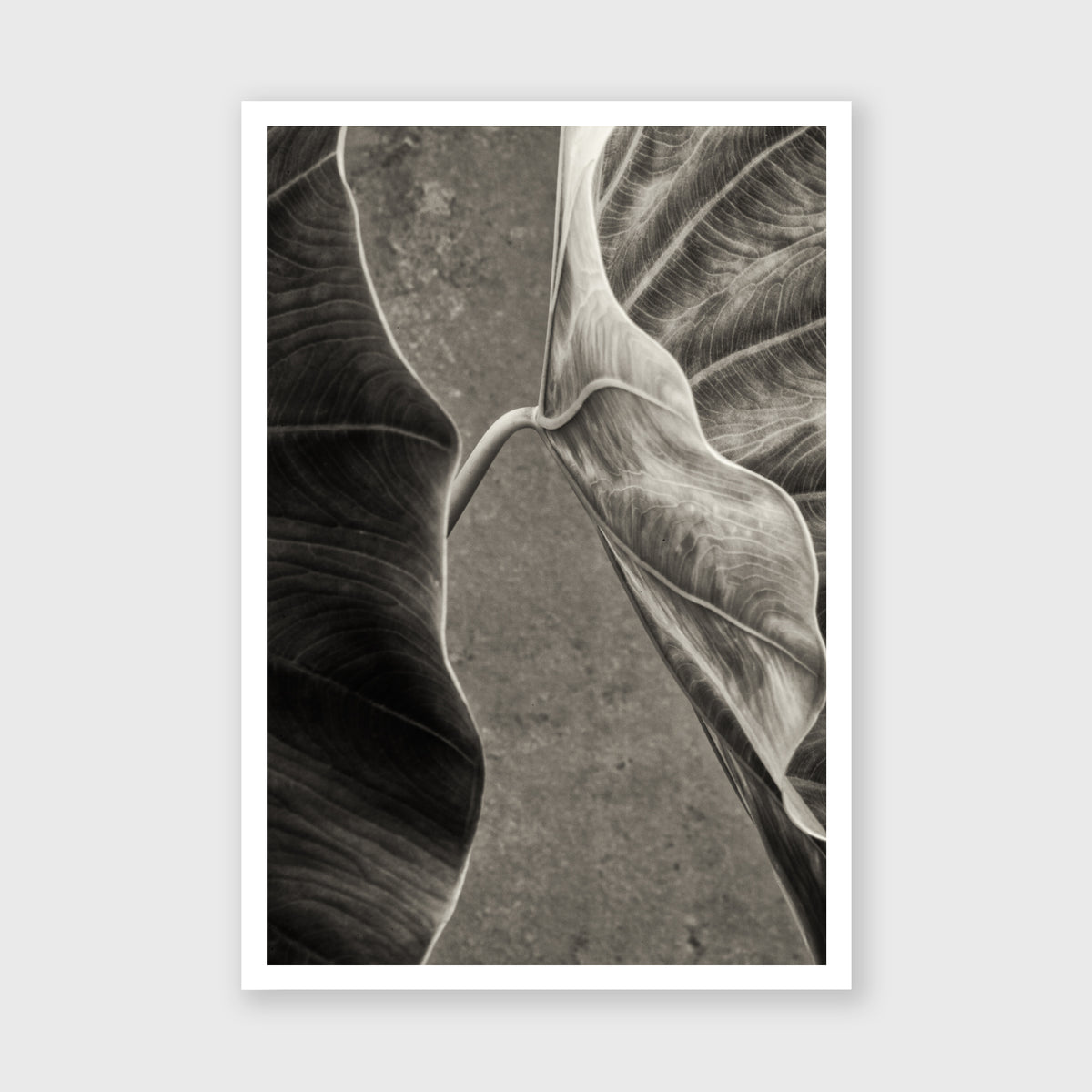 Elephant Ear 4