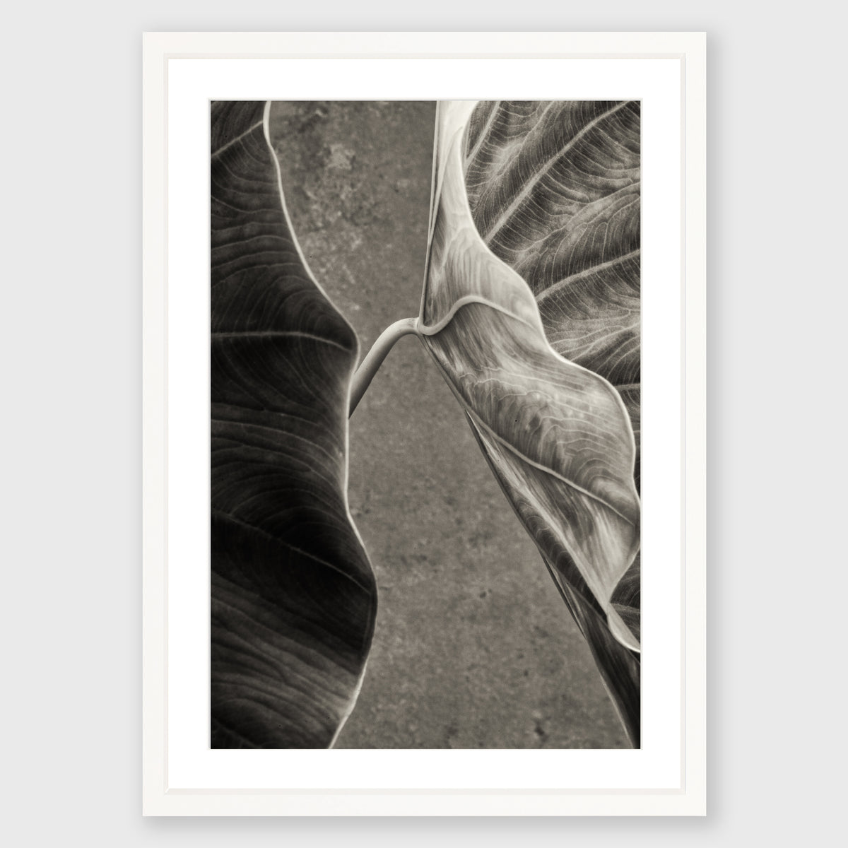 Elephant Ear 4