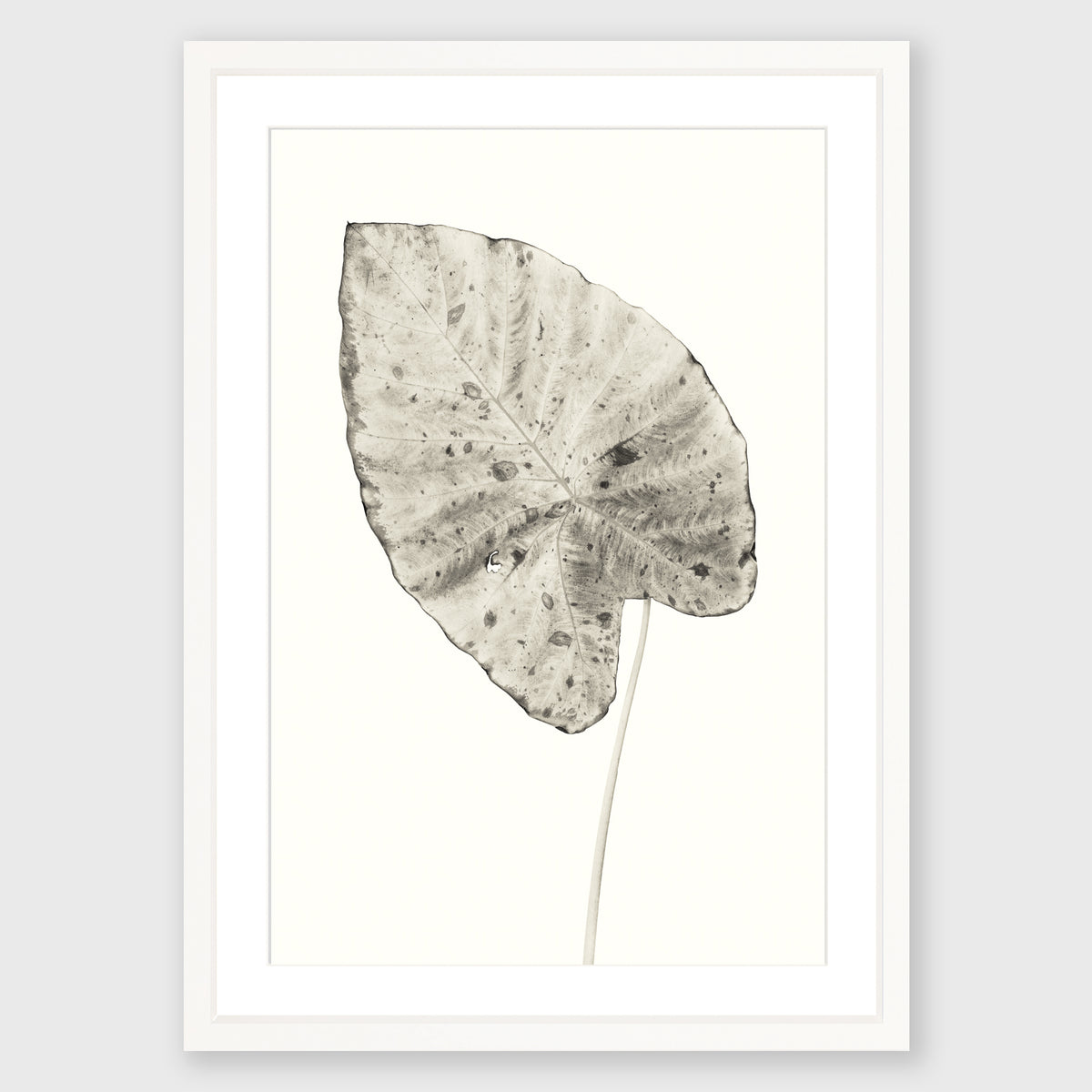 Elephant Ear 5