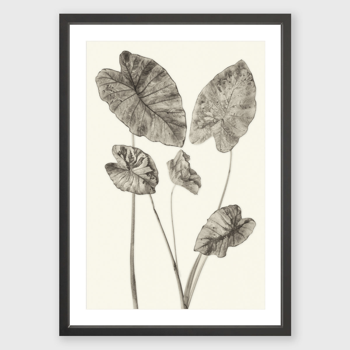 Elephant Ear 6