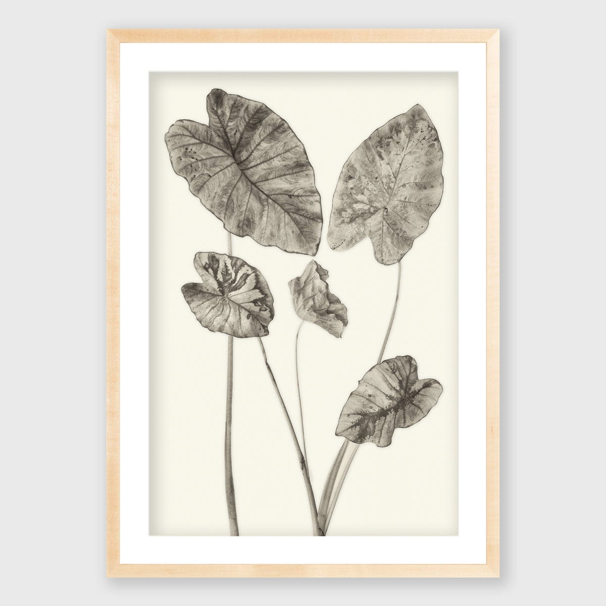 Elephant Ear 6