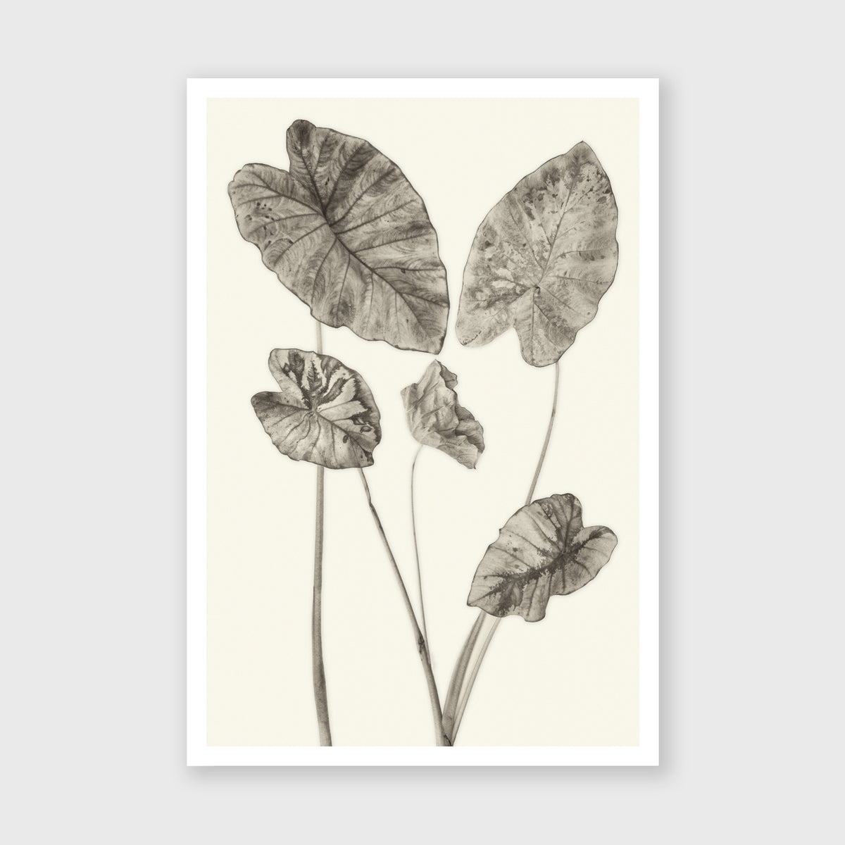 Elephant Ear 6