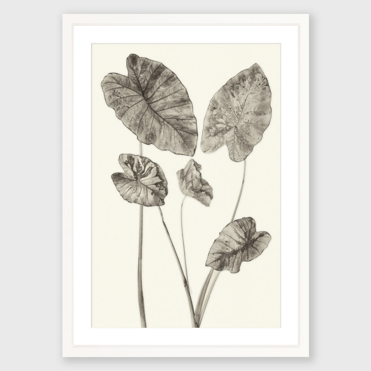 Elephant Ear 6