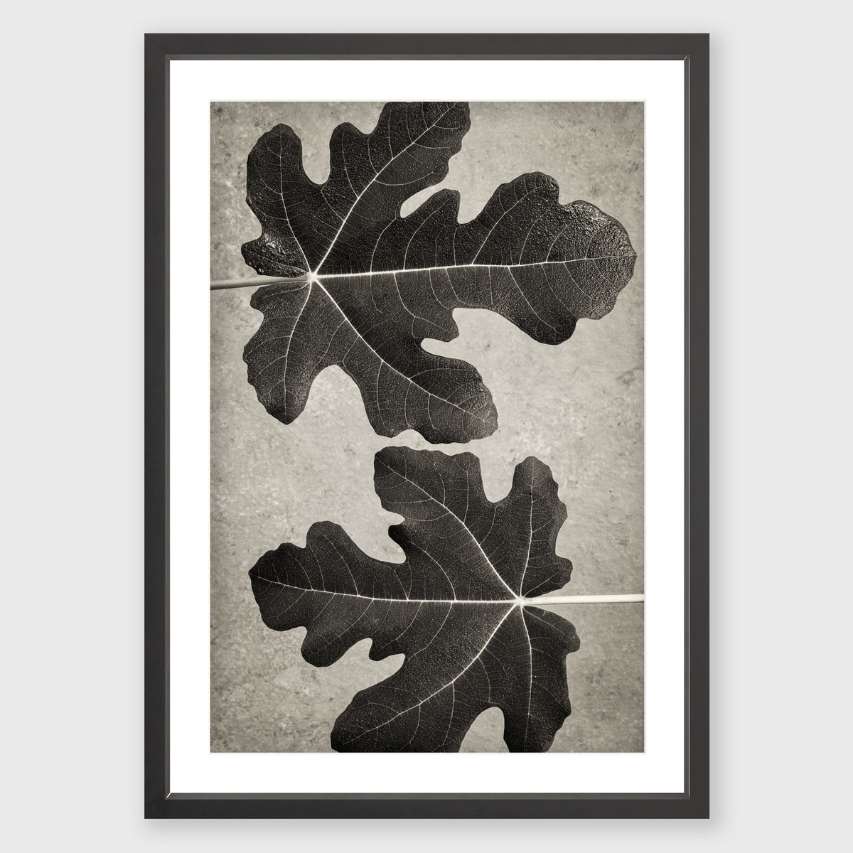 Fig Leaf 5