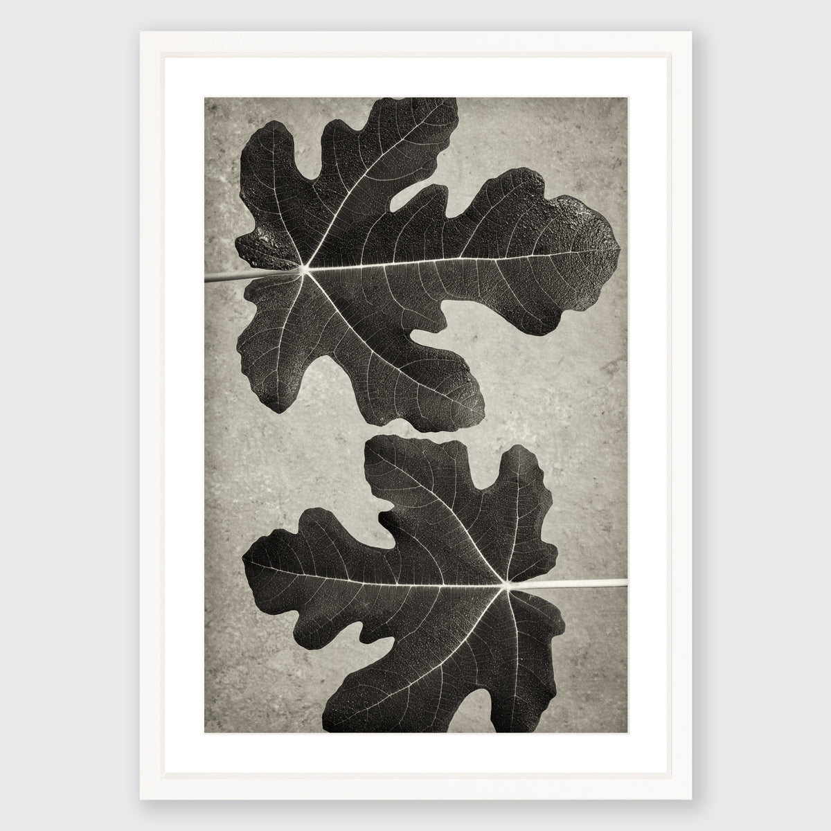 Fig Leaf 5