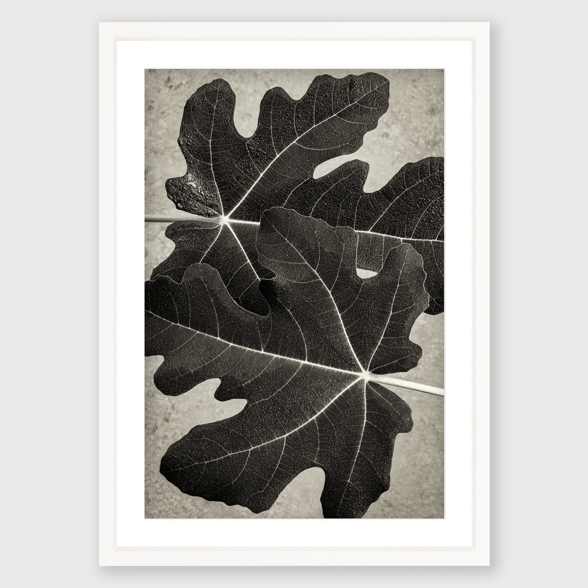Fig Leaf 6