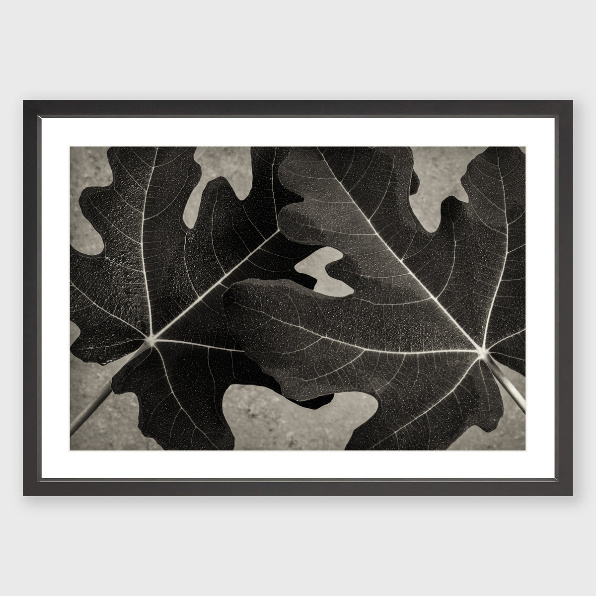 Fig Leaf 7