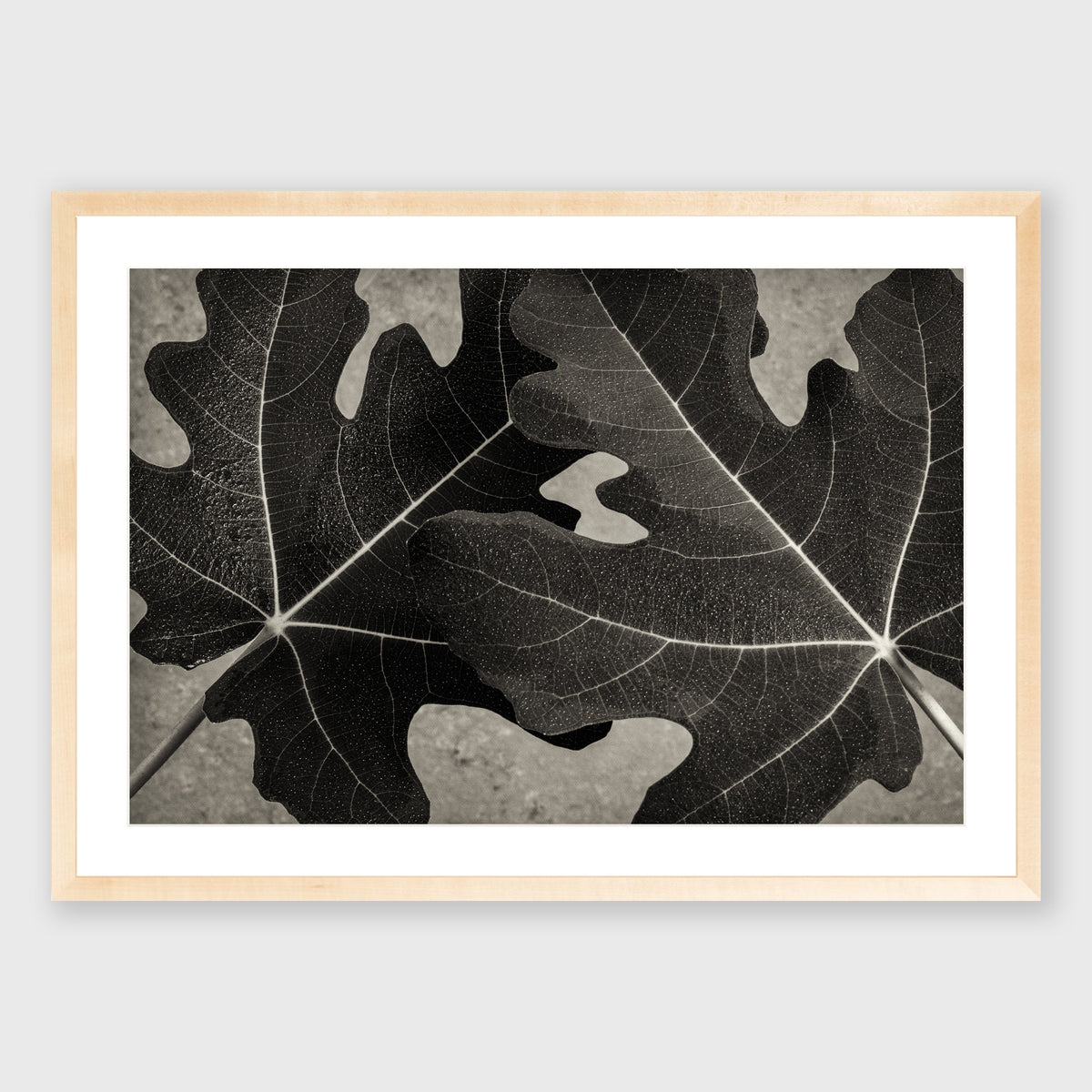 Fig Leaf 7