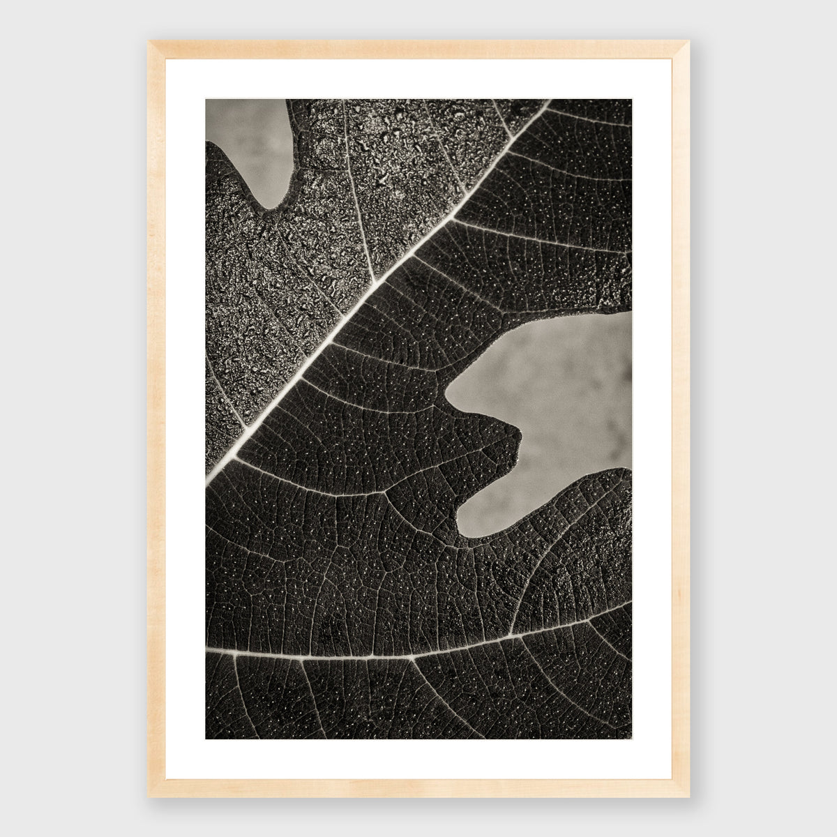 Fig Leaf 8
