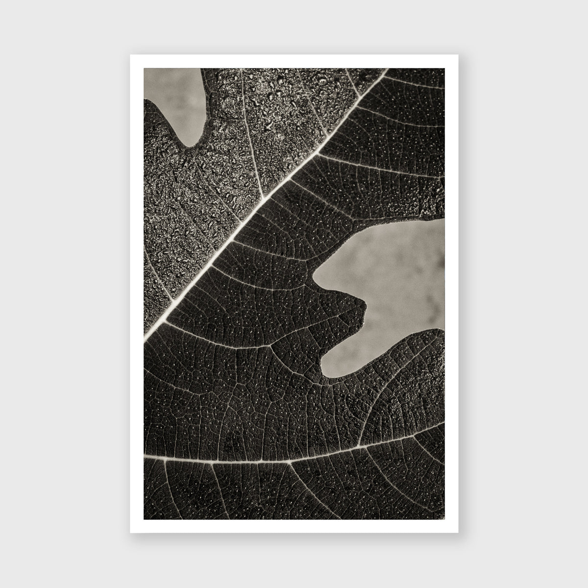 Fig Leaf 8