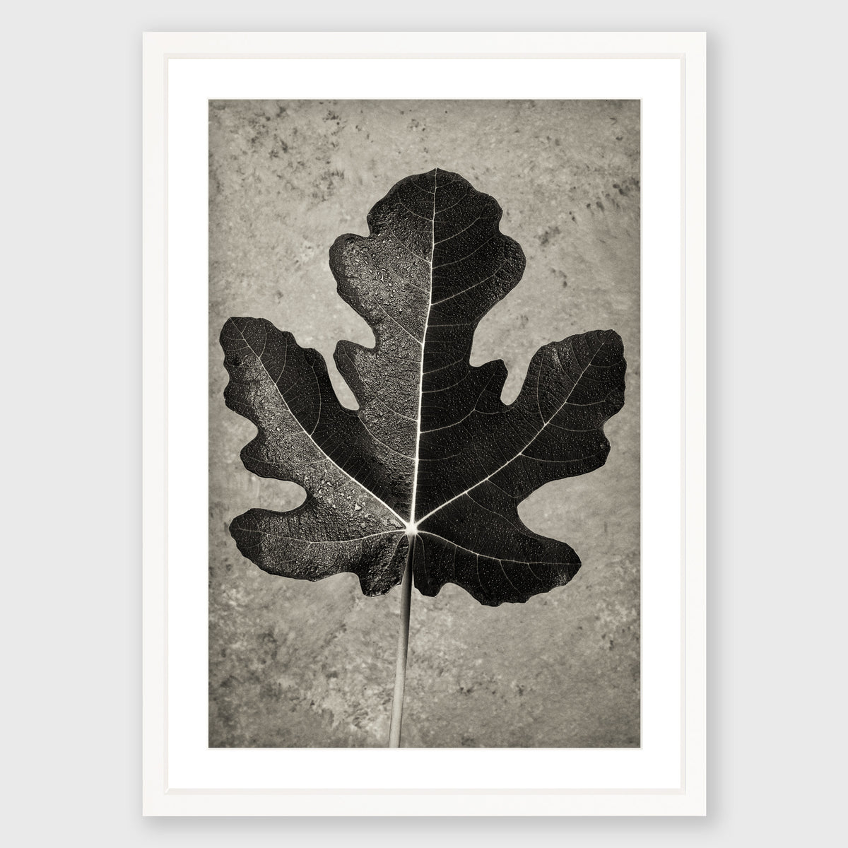 Fig Leaf 11