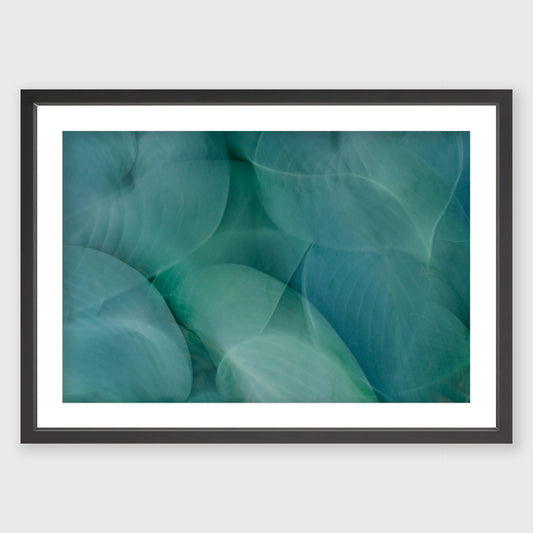 Hosta Blur 1