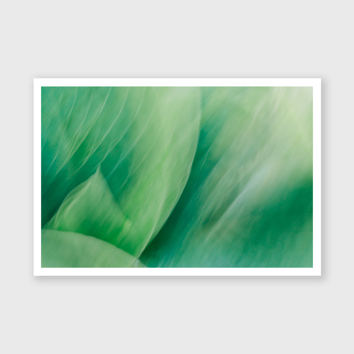 Hosta Blur 4