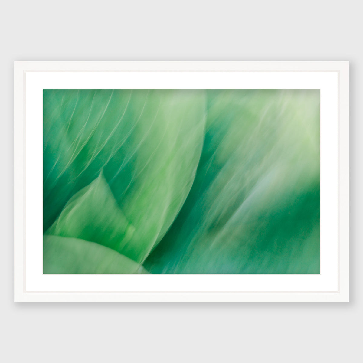 Hosta Blur 4