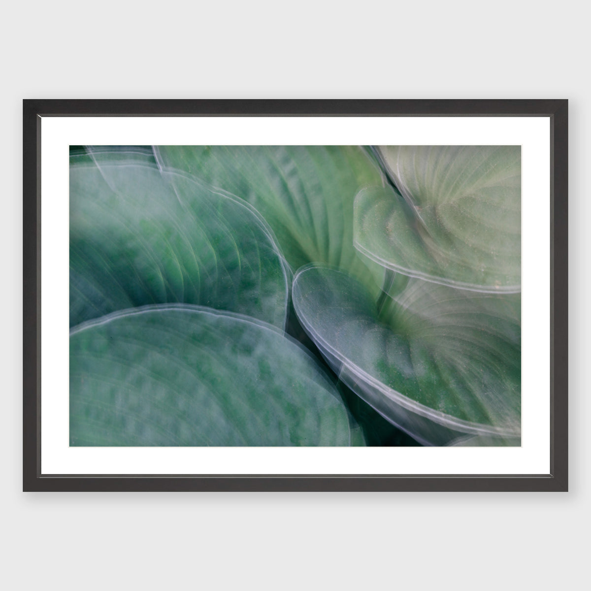 Hosta Blur 5