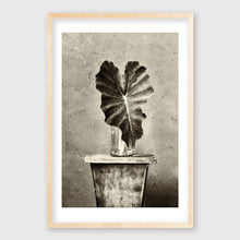 Load image into Gallery viewer, Solo Elephant Ear