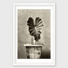Load image into Gallery viewer, Solo Elephant Ear