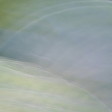 Load image into Gallery viewer, Pastel Hosta