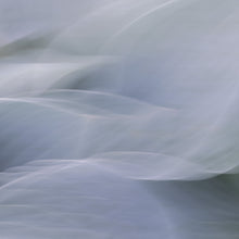 Load image into Gallery viewer, Hosta 4