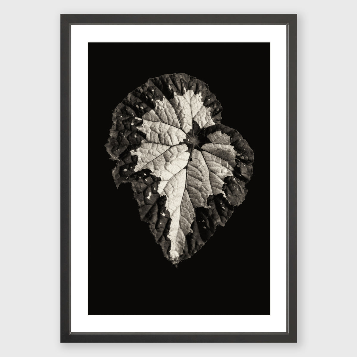 Begonia Rex