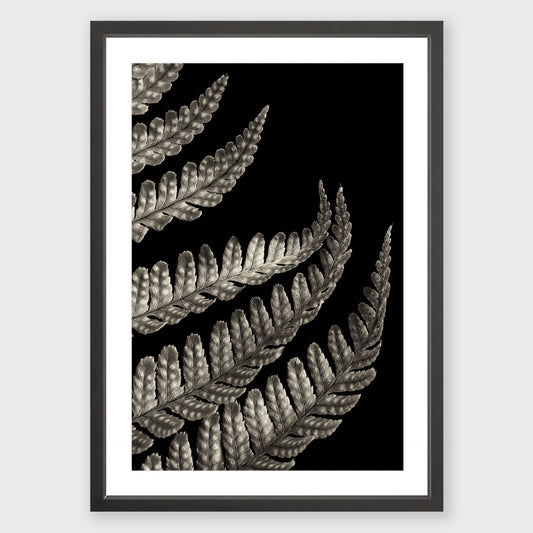 Fern Study 3