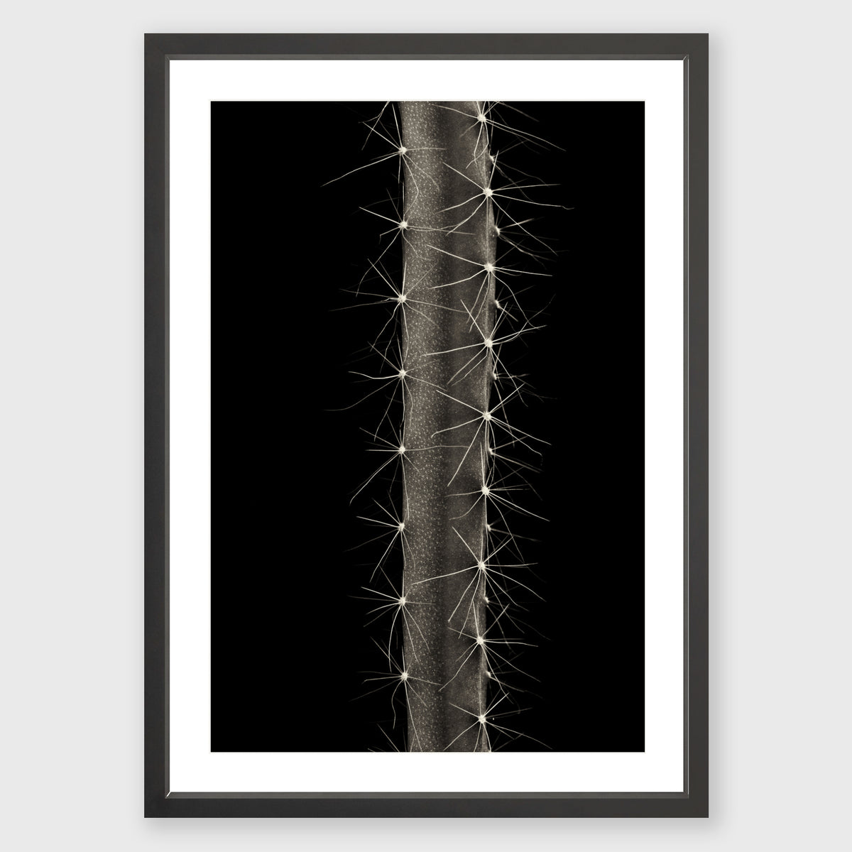 Dog Tail Cactus