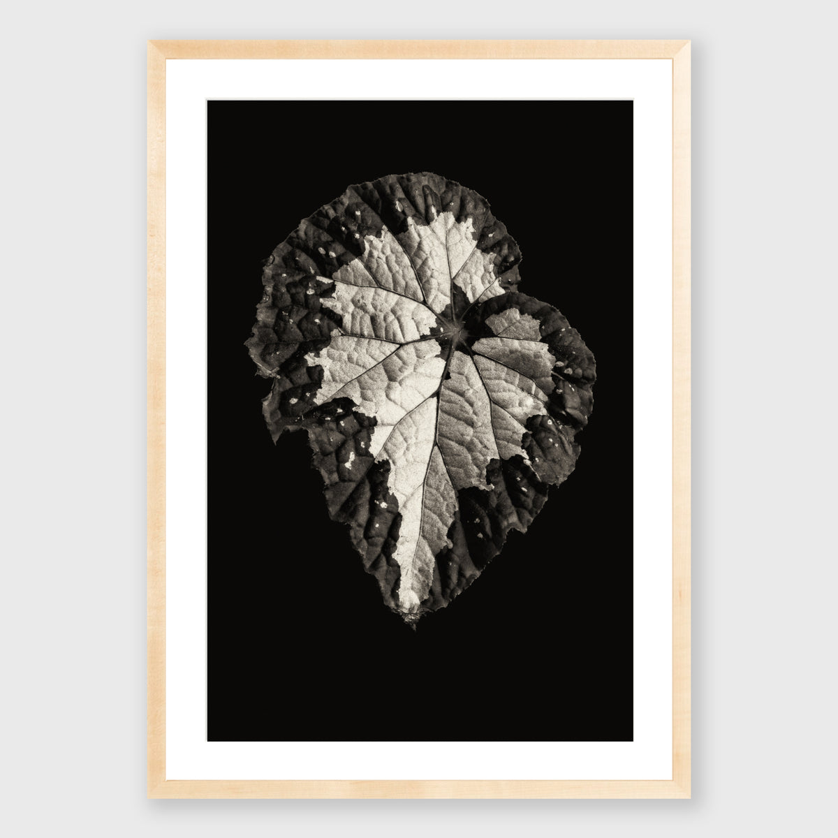 Begonia Rex