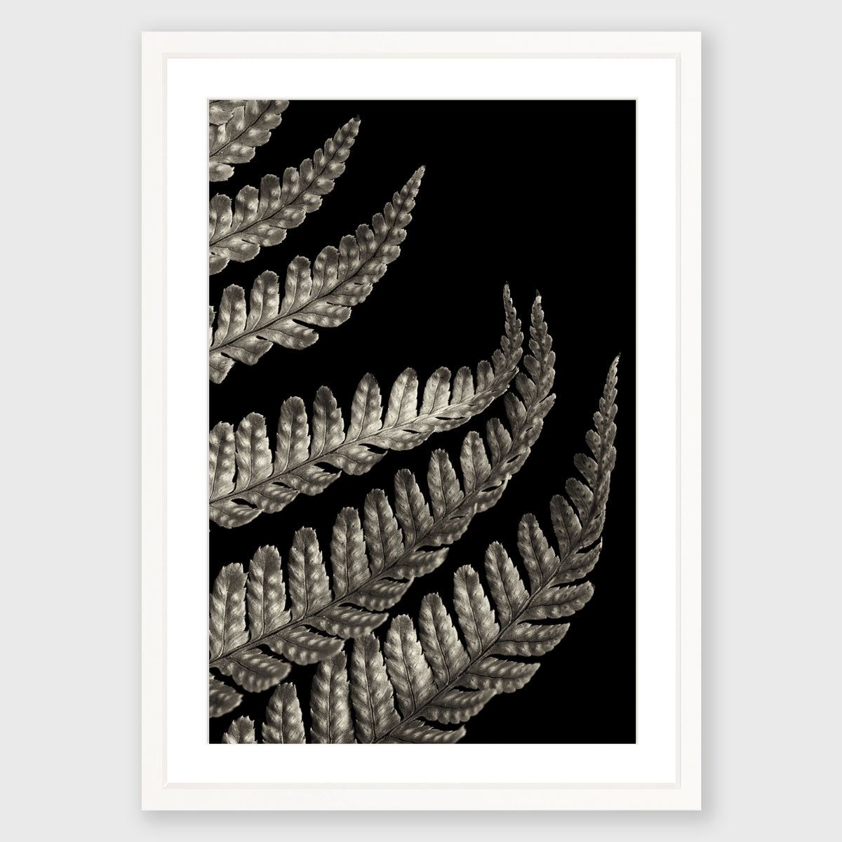 Fern Study 3