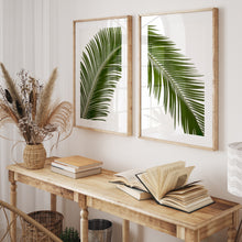 Load image into Gallery viewer, Sago Palm 3