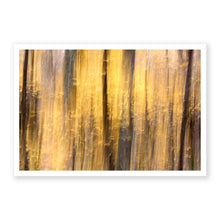 Load image into Gallery viewer, Appalachian Fall 14