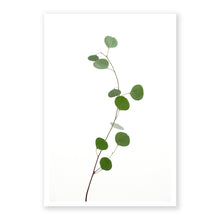 Load image into Gallery viewer, Eucalyptus 1