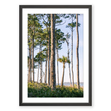 Load image into Gallery viewer, Slash Pine
