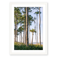 Load image into Gallery viewer, Slash Pine