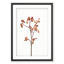 Load image into Gallery viewer, Kangaroo Foot