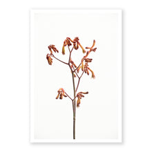 Load image into Gallery viewer, Kangaroo Foot