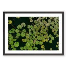 Load image into Gallery viewer, Lily Pads