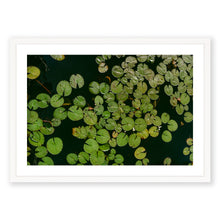 Load image into Gallery viewer, Lily Pads
