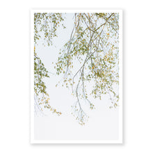 Load image into Gallery viewer, Transition