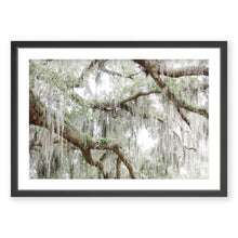 Load image into Gallery viewer, Spanish Moss 2
