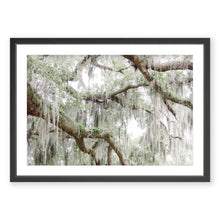 Load image into Gallery viewer, Spanish Moss 2